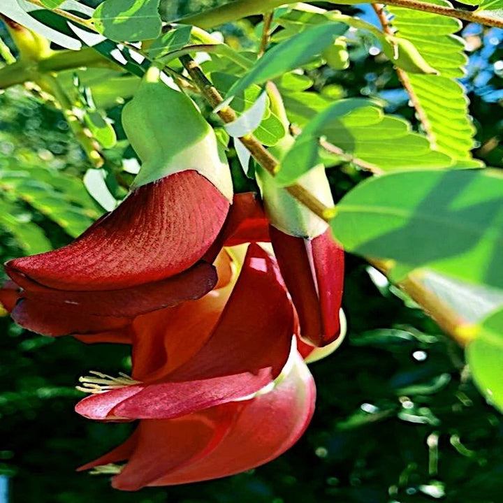 hummingbird tree flower seeds