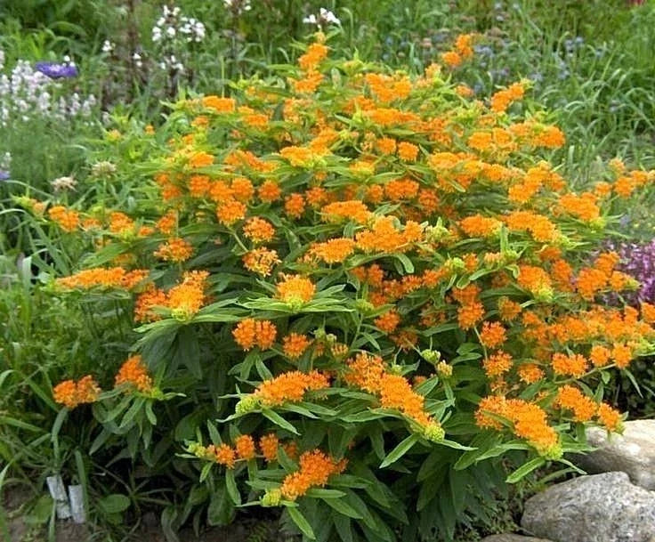 orange butterfly flower seeds