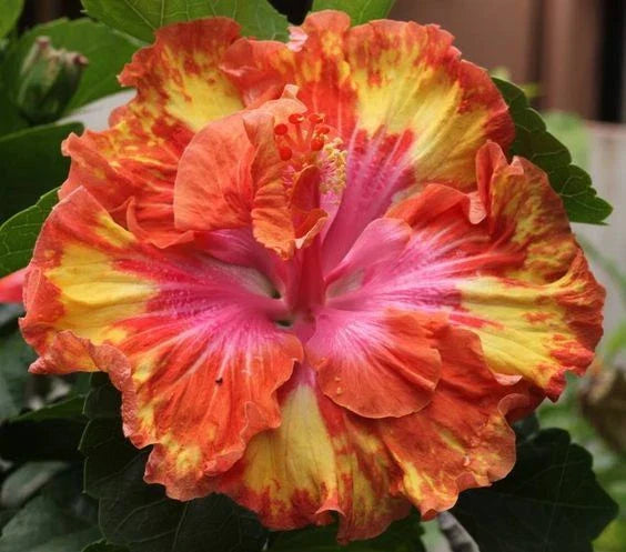 pink yellow flower seeds