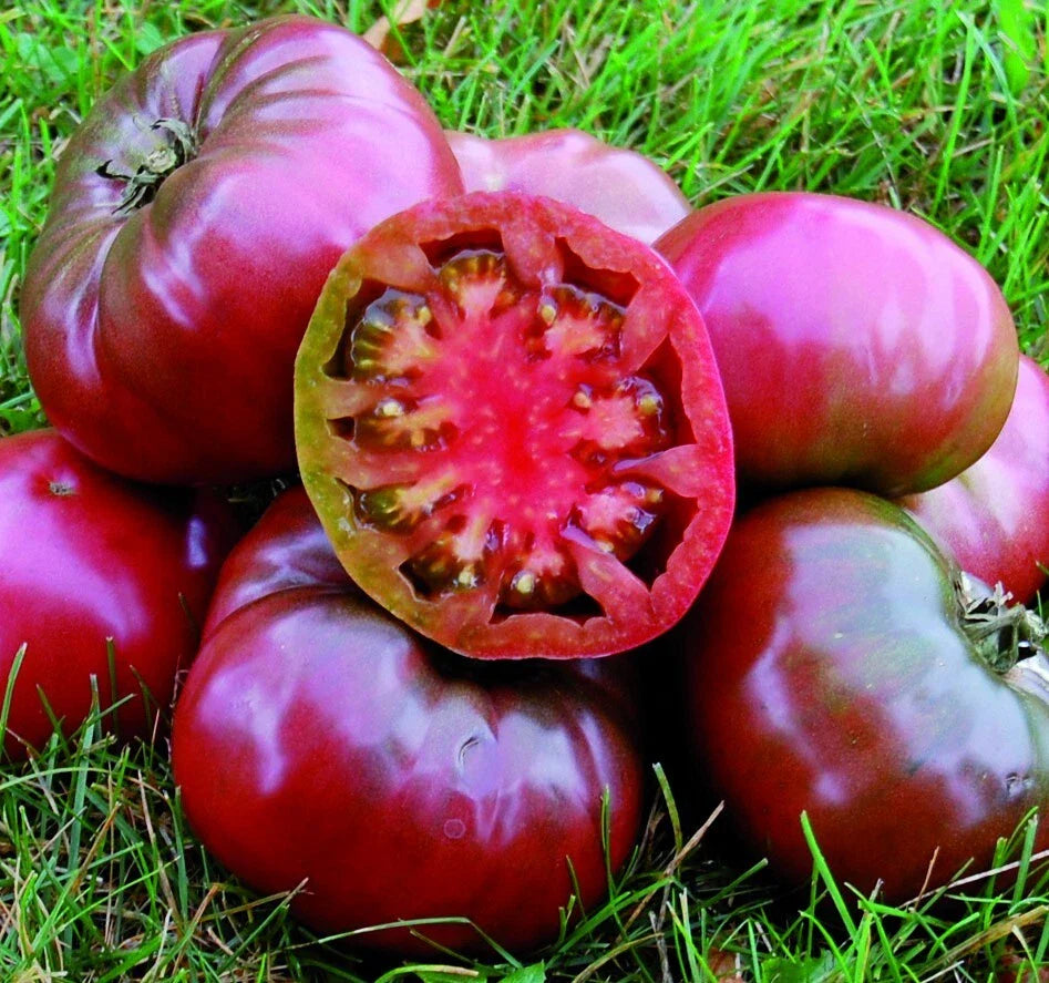 purple cherokee flower seeds
