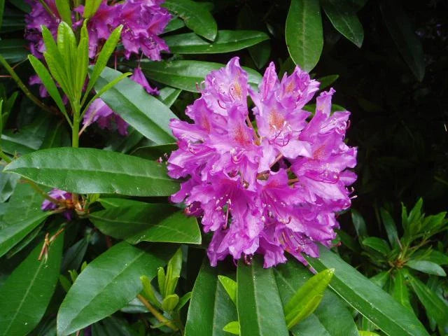 rosebay rhododendron flower seeds