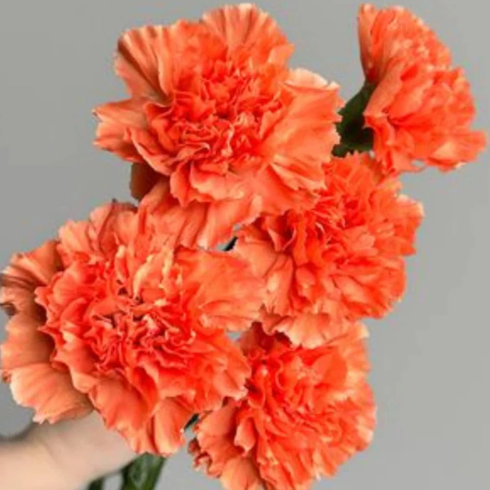 orange carnations flower seeds