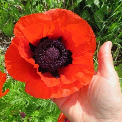 orange perennial flower seeds