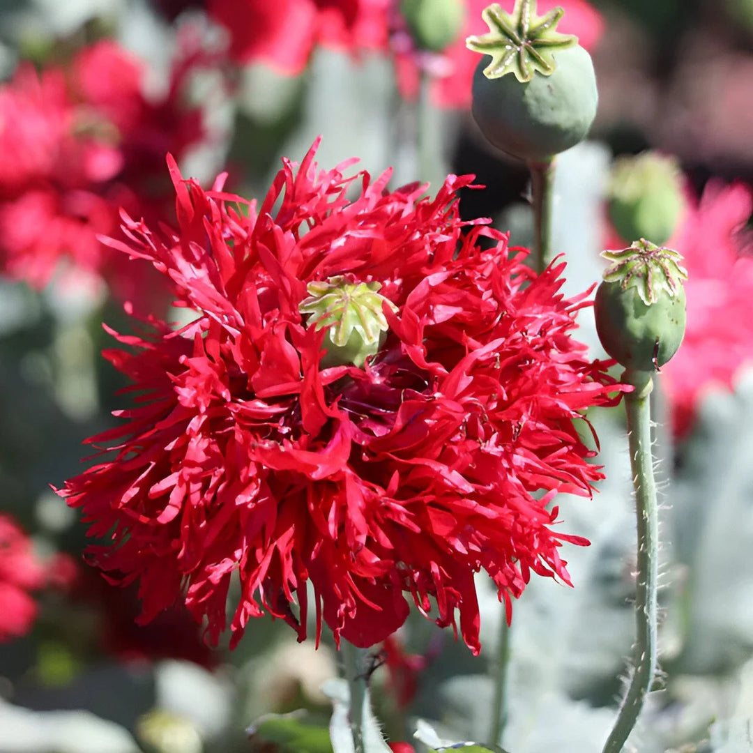 red crimson flower seeds