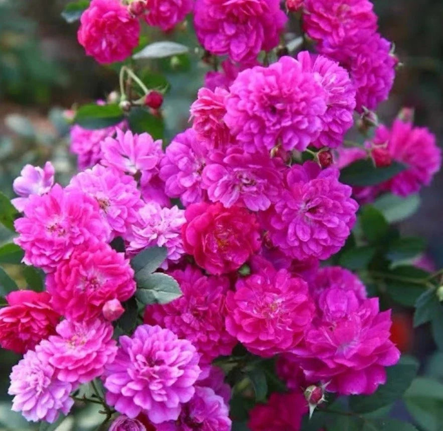 sweet chariot flower seeds
