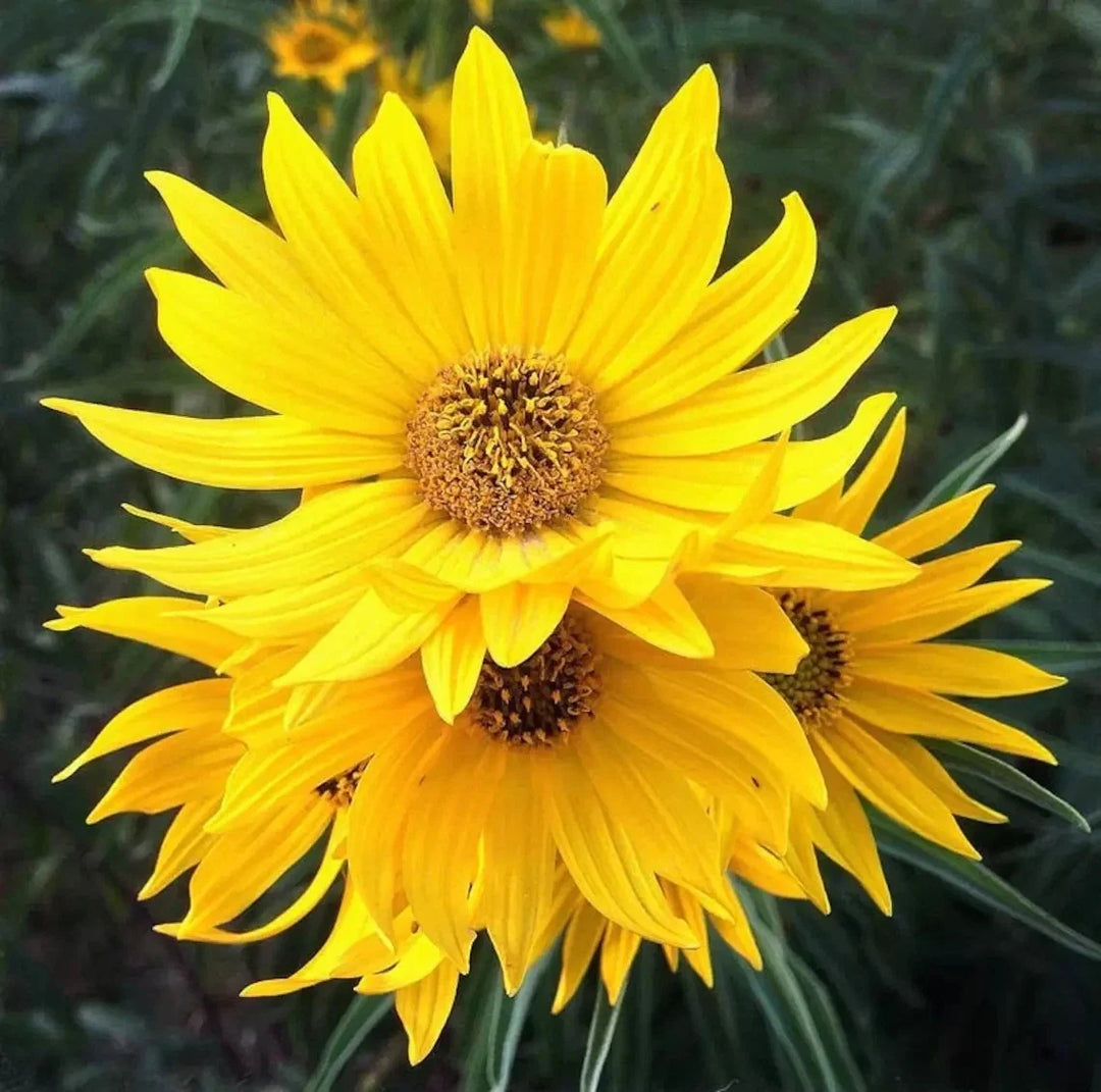 maximilian sunflower flower seeds