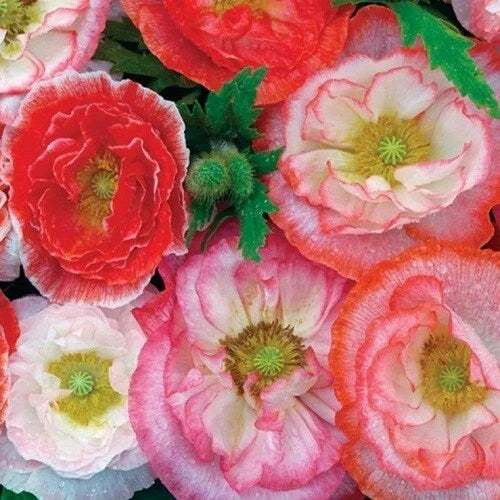 white shirley flower seeds