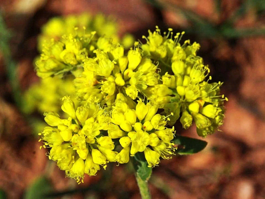 yellow sulphurflower flower seeds