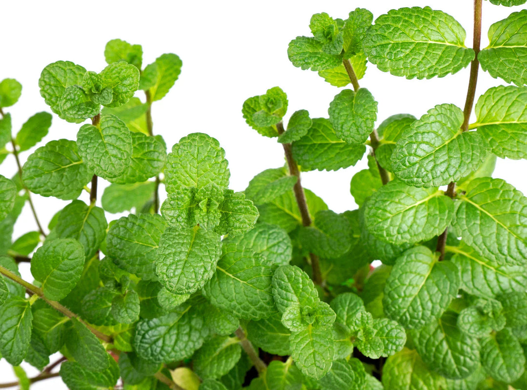 peppermint mentha flower seeds