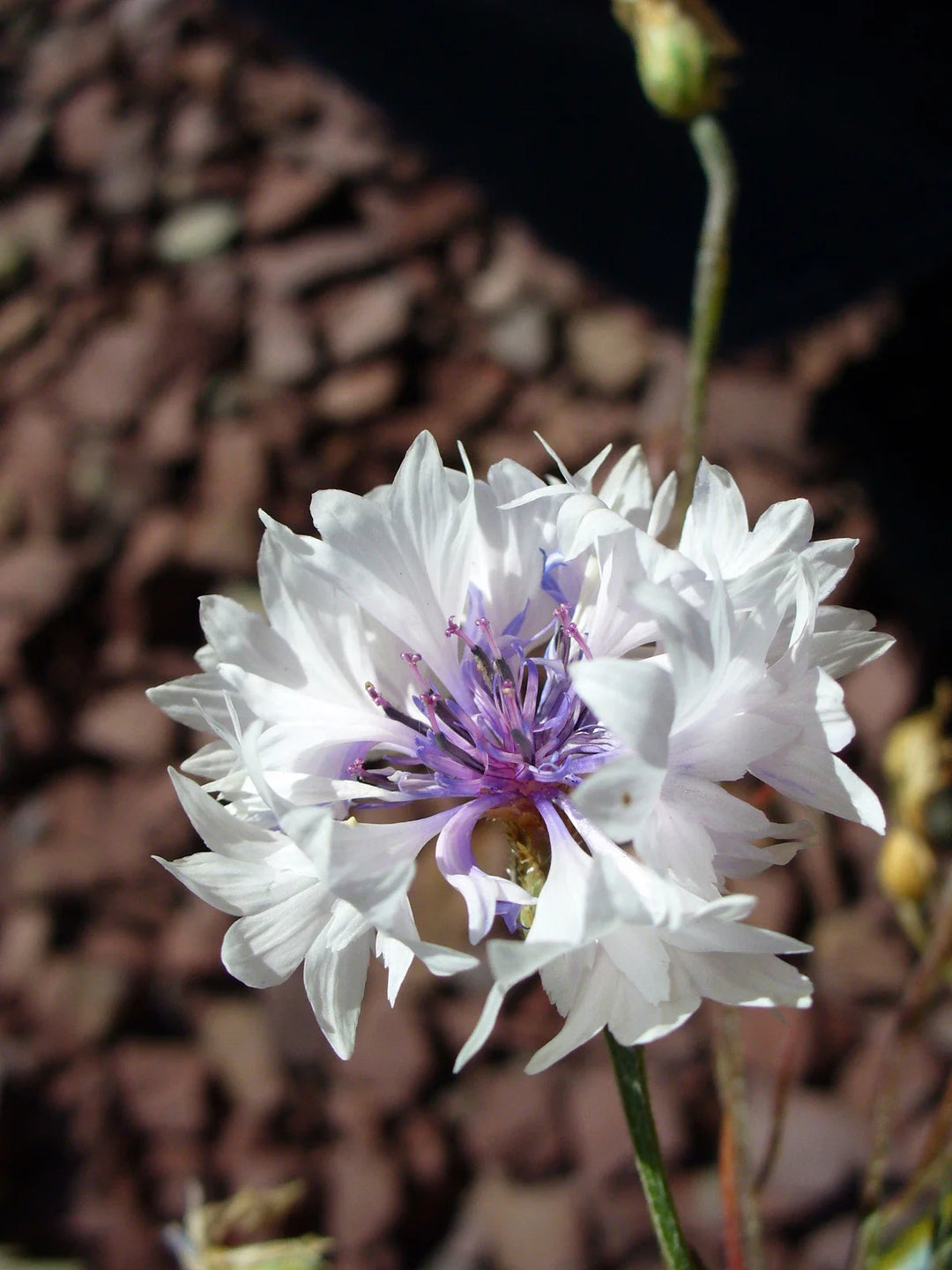 white centaurea flower seeds