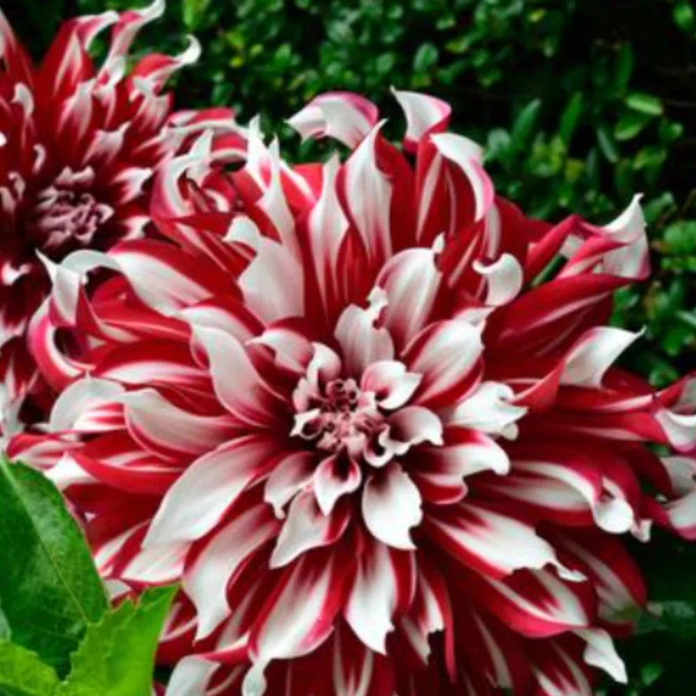 x factor flower seeds