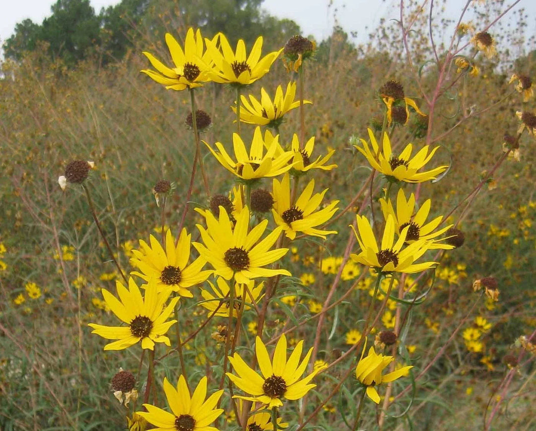 swamp sunflower flower seeds