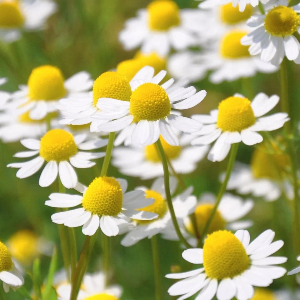 chamomile german flower seeds