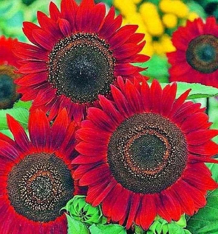red sunflower flower seeds