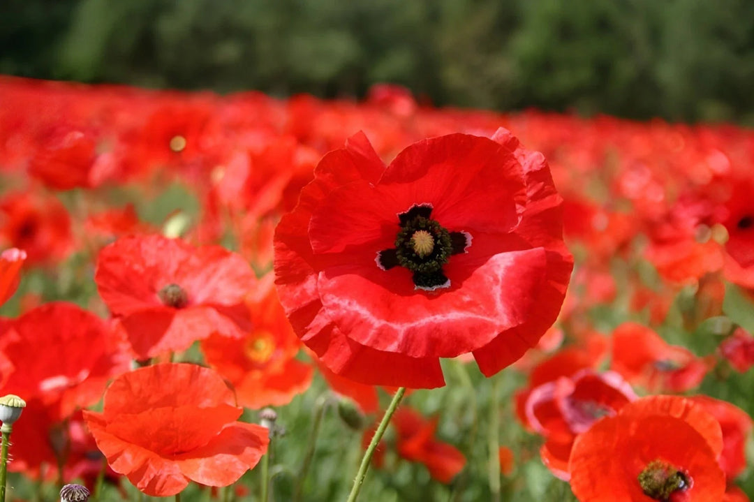 red wildflower flower seeds