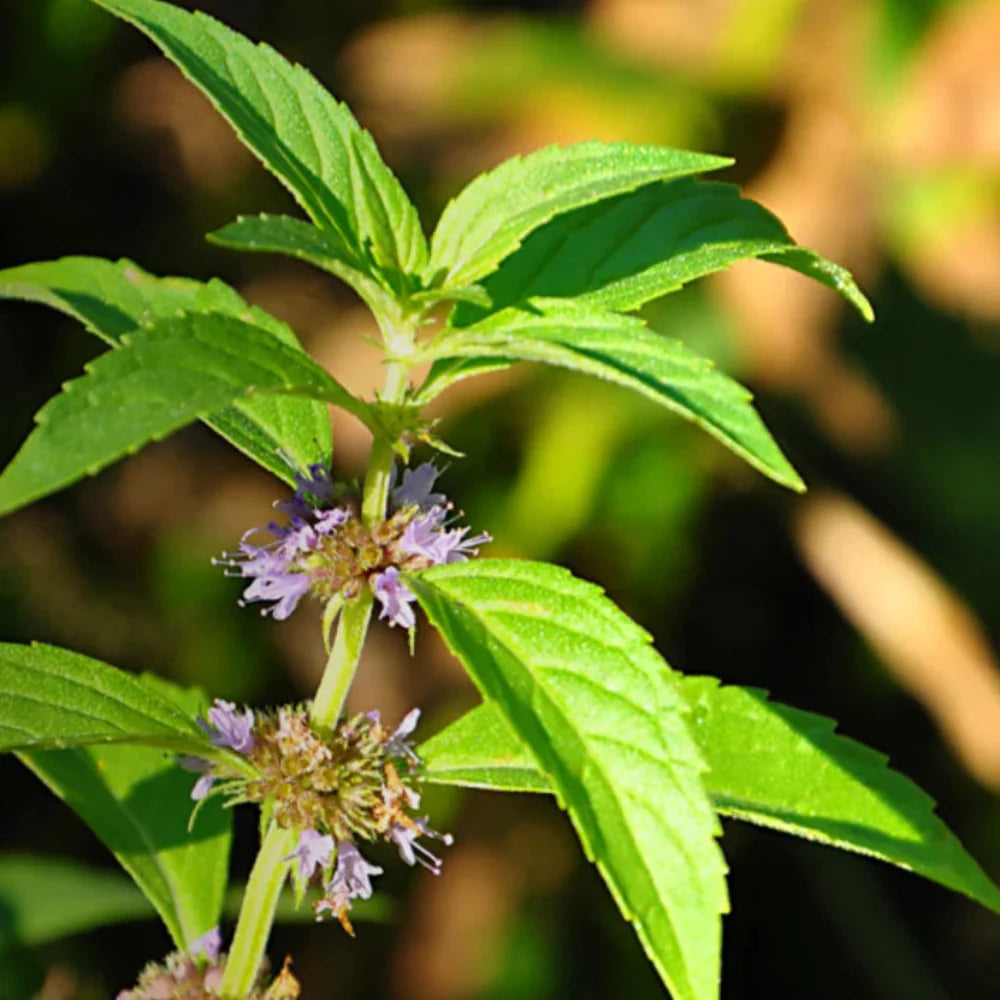 Mint Wild herb seeds