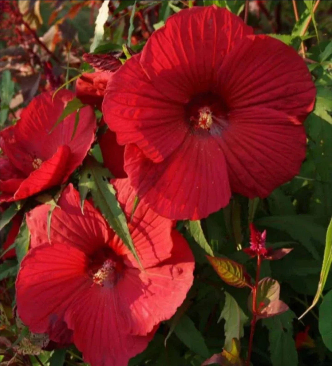 red cold flower seeds