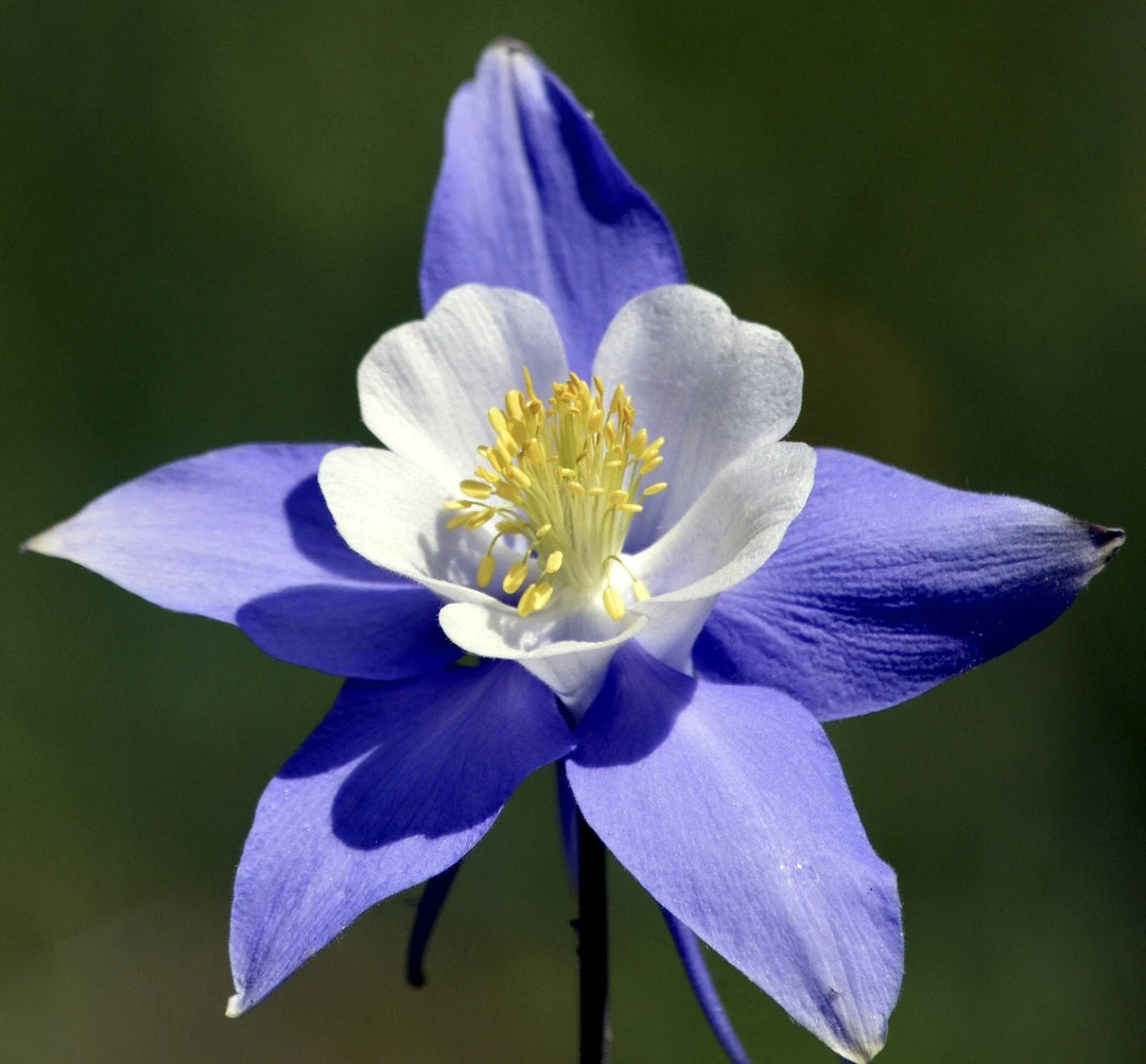 rocky mountain flower seeds