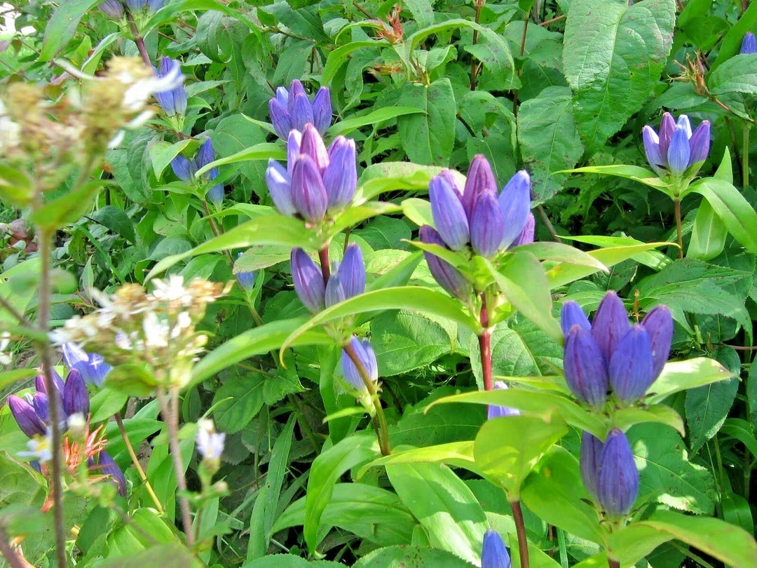 bottle gentian flower seeds