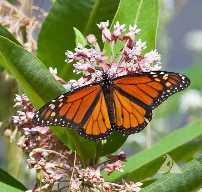 pink milkweed flower seeds