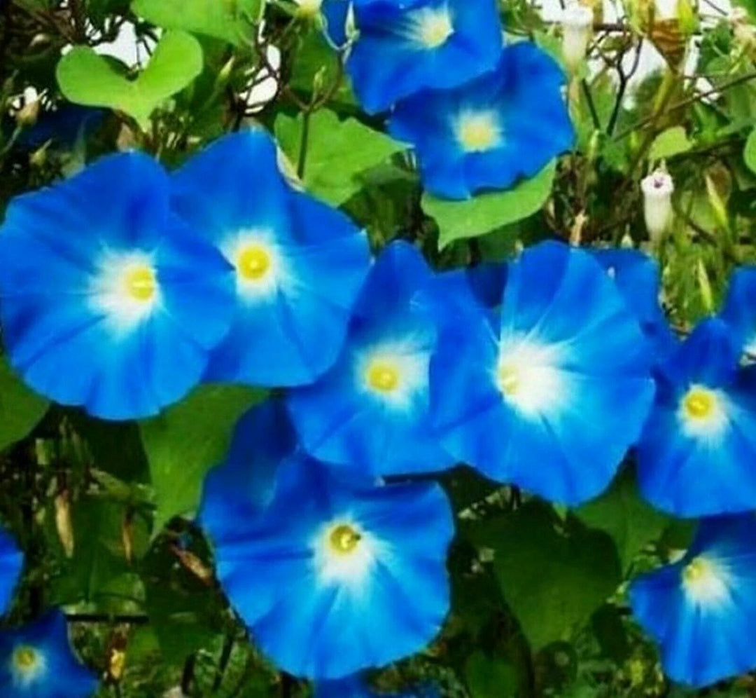 blue heavenly flower seeds