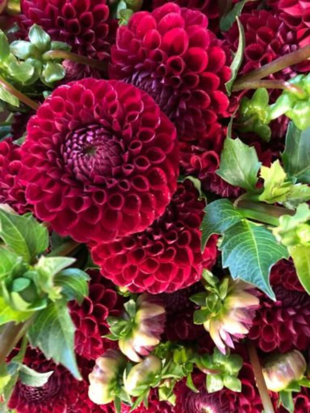 cornel dahlia flower seeds