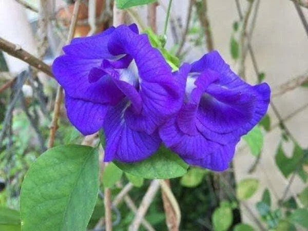 blue clitoria flower seeds