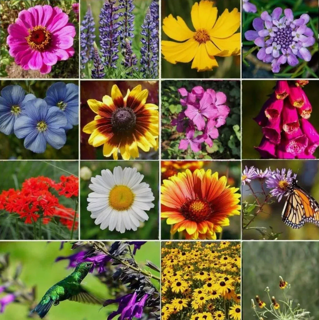 all perennial flower seeds