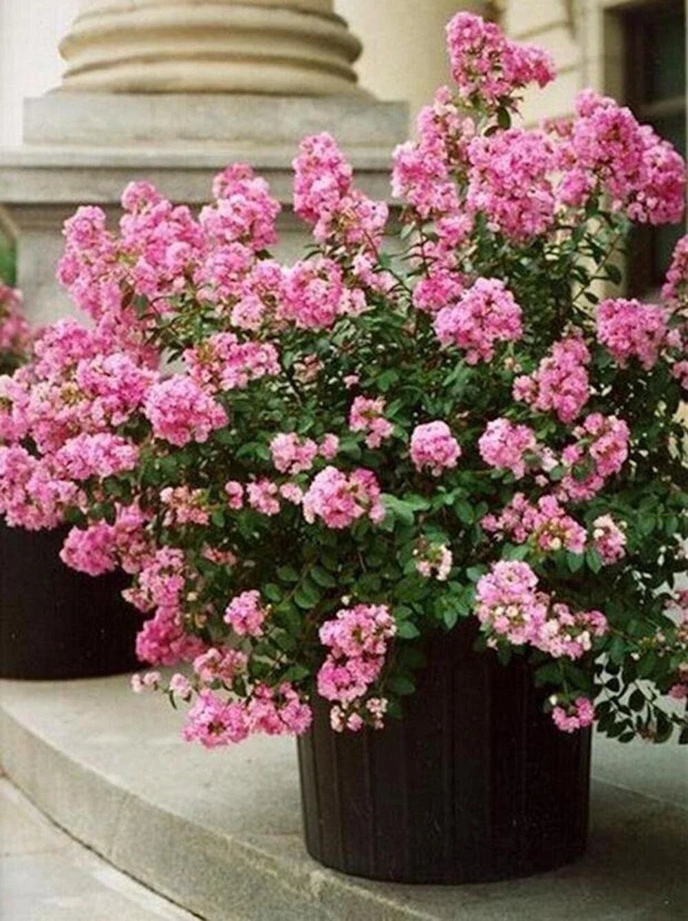 pink cream flower seeds