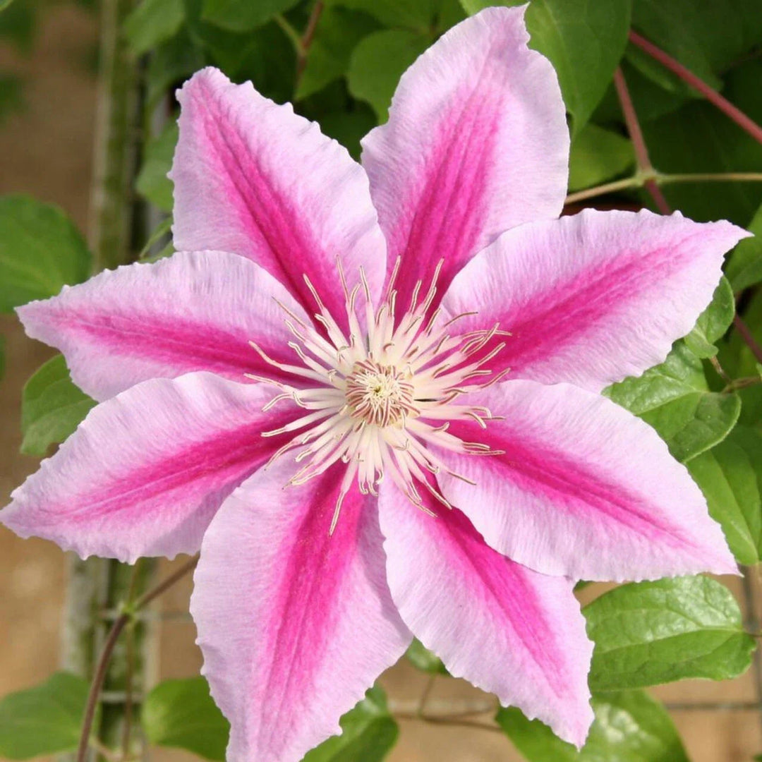 pink beautiful flower seeds