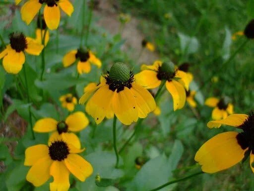 clasping coneflower flower seeds