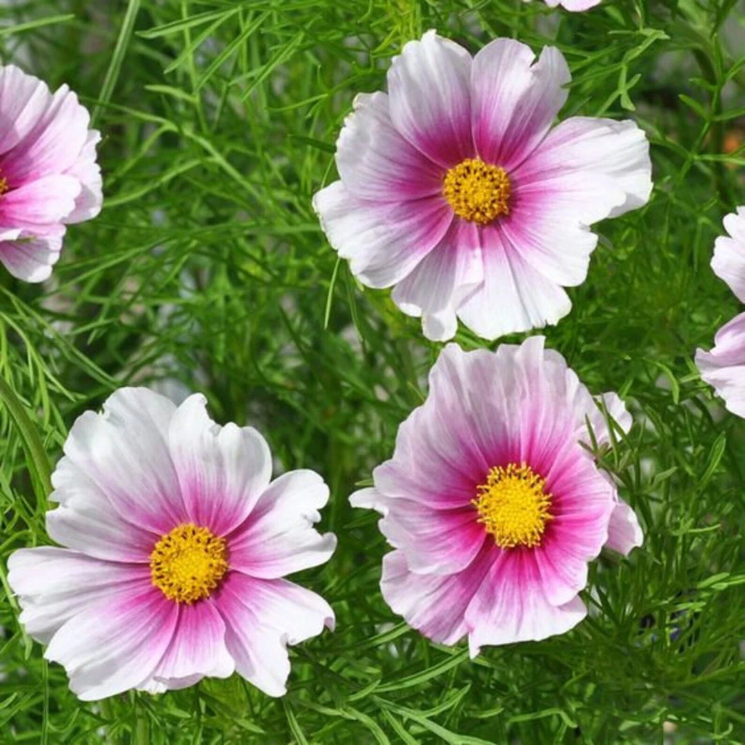 cosmos daydream flower seeds