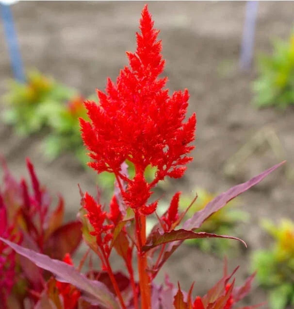 red celosia flower seeds