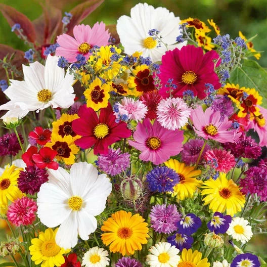 wildflower mix flower seeds