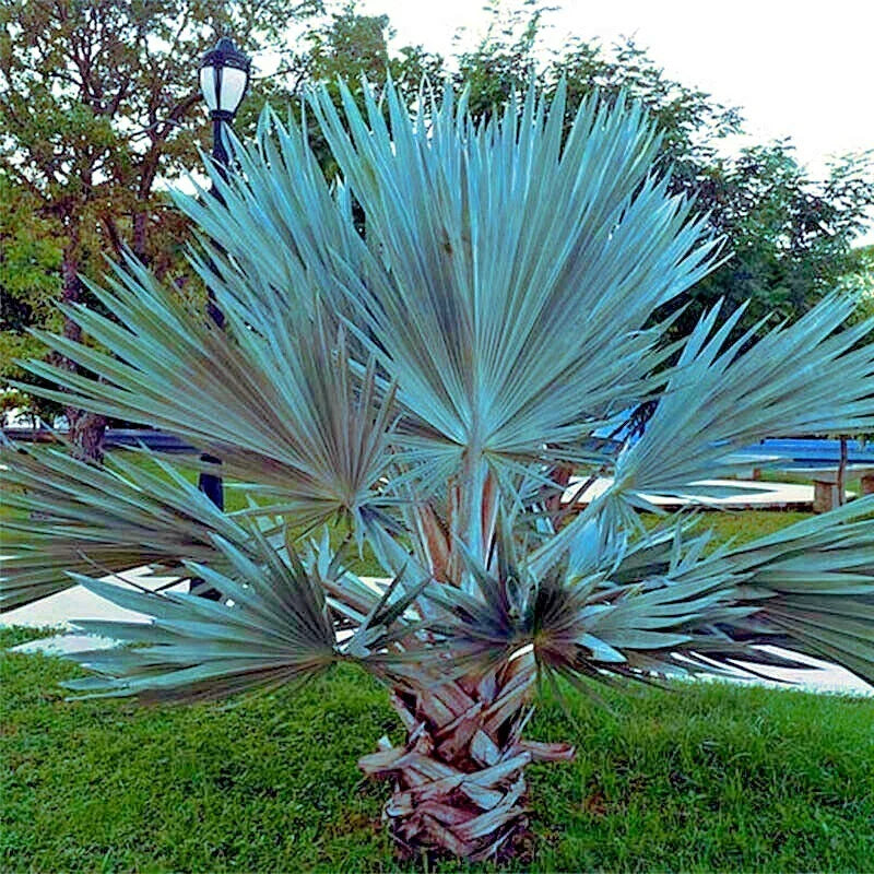blue mexican flower seeds