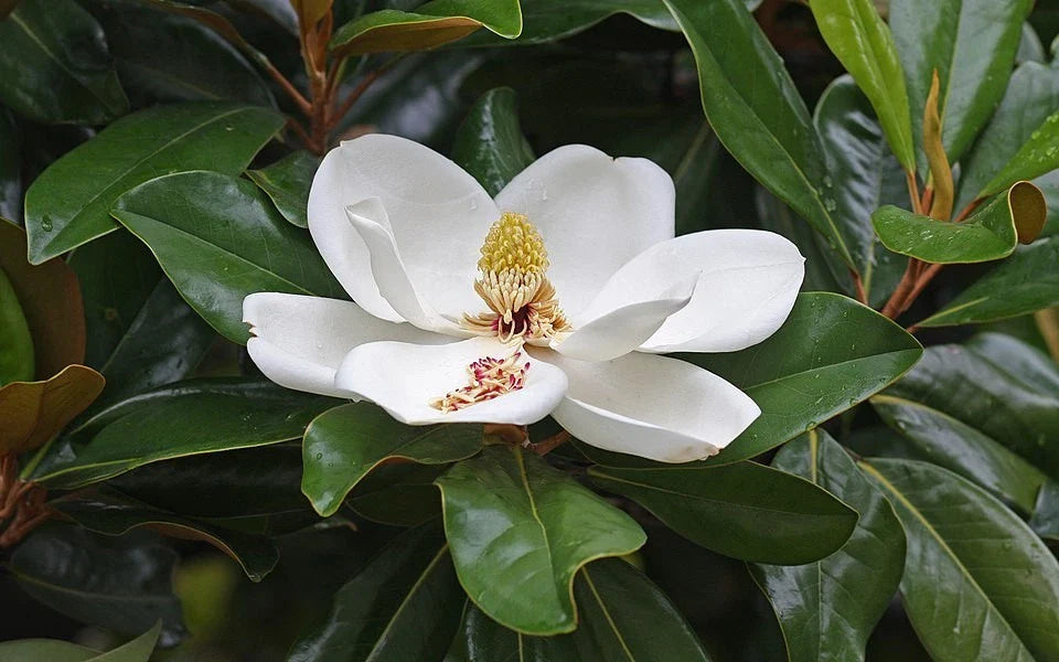 quality hand flower seeds