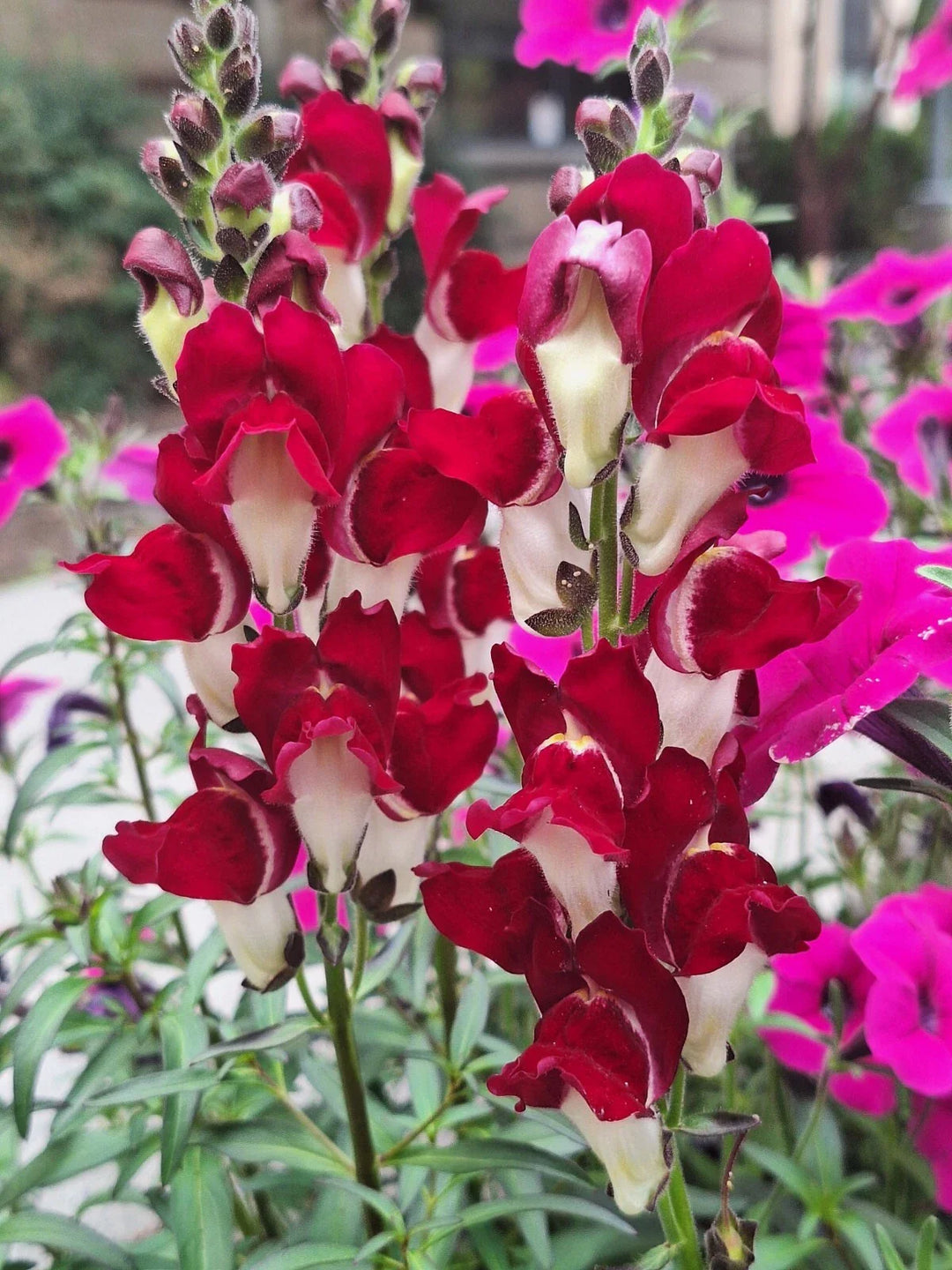 red white flower seeds
