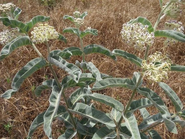 asclepias eriocarpa flower seeds