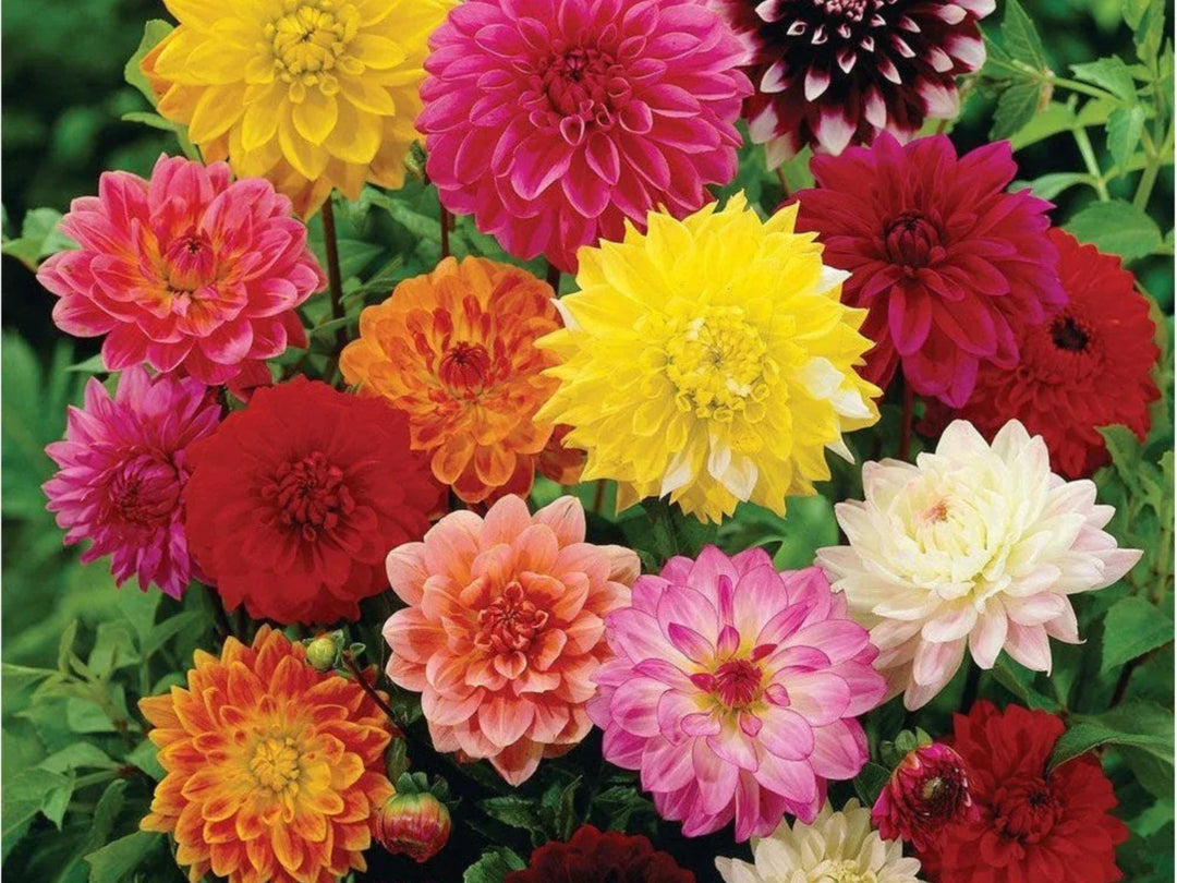 unwins bedding flower seeds