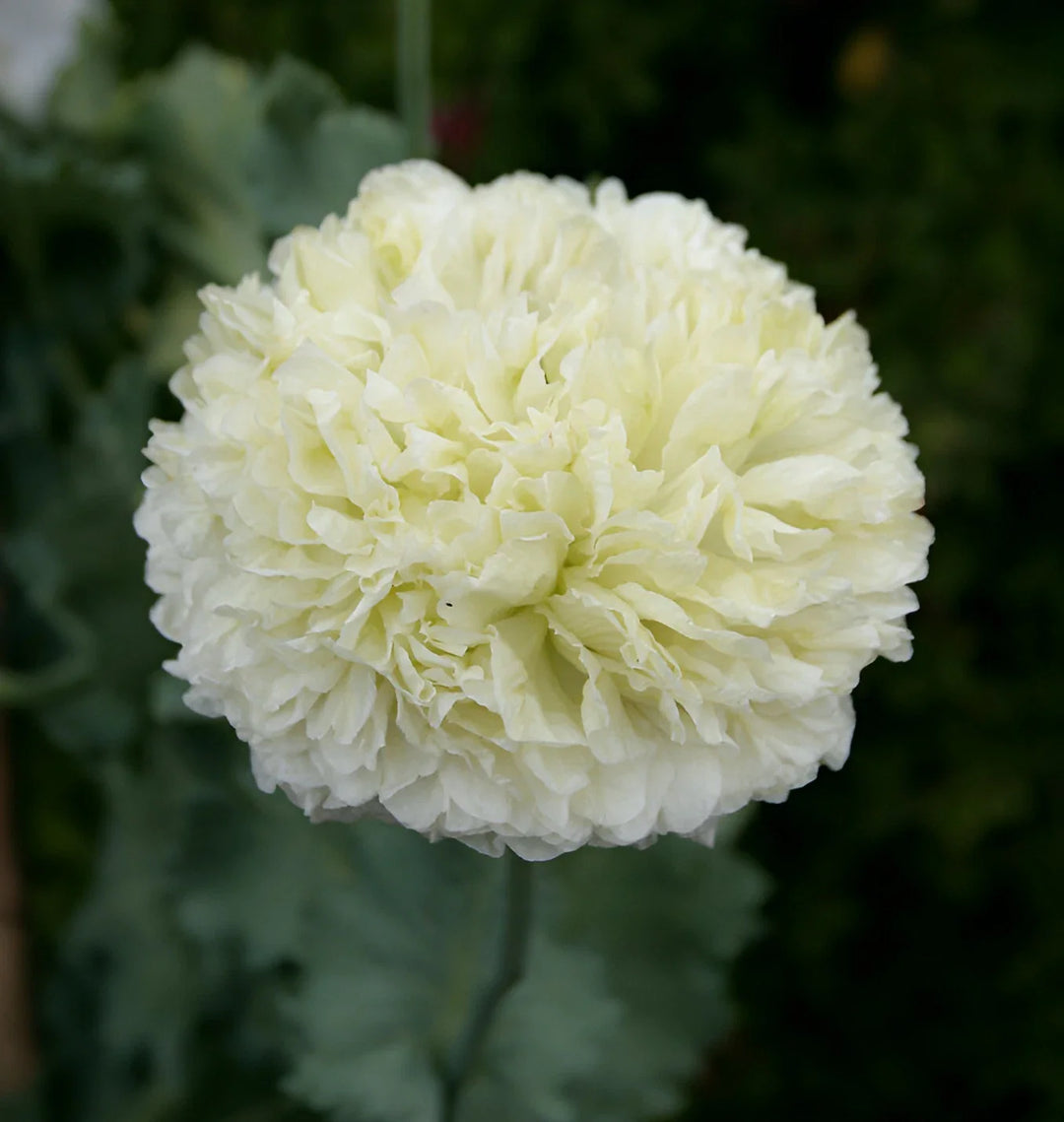 white white flower seeds