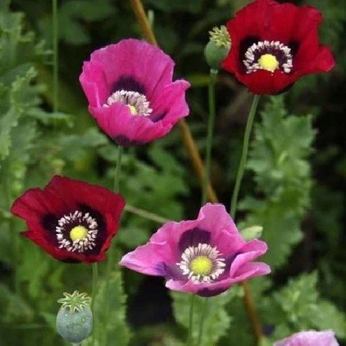 stratified turkish flower seeds