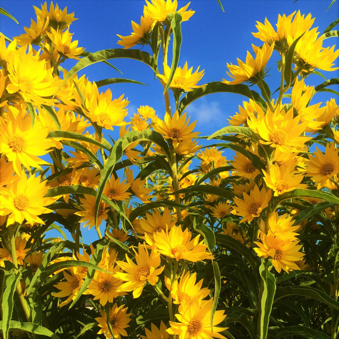 maximilian sunflower flower seeds