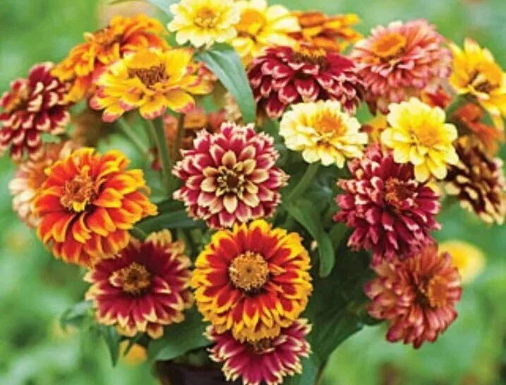 zinnia jazzy flower seeds
