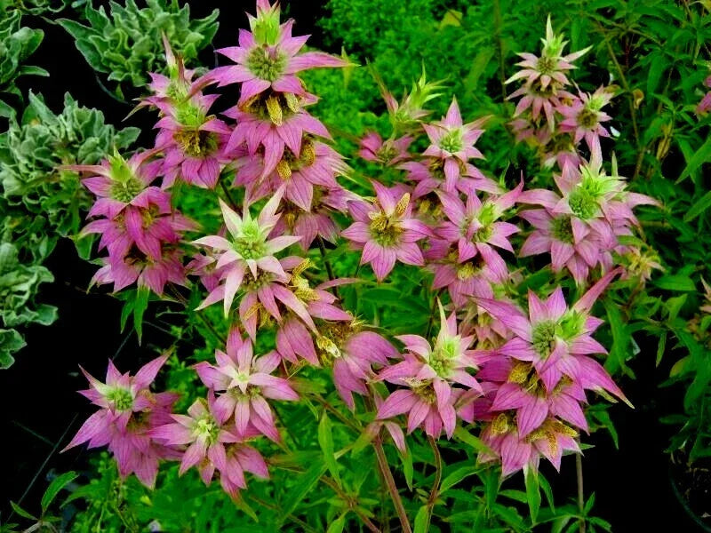 spotted bee flower seeds