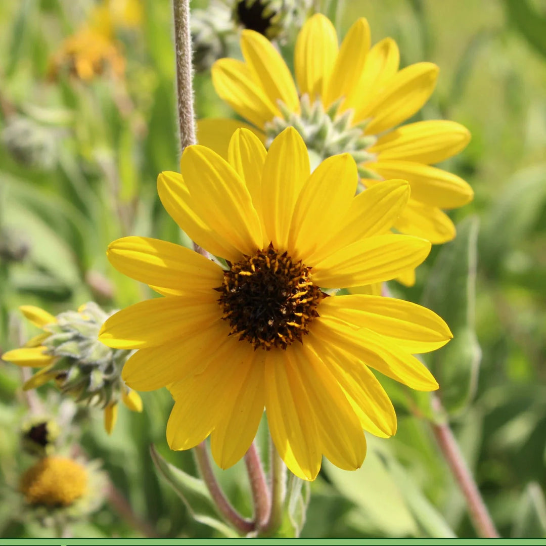 downy sunflower flower seeds