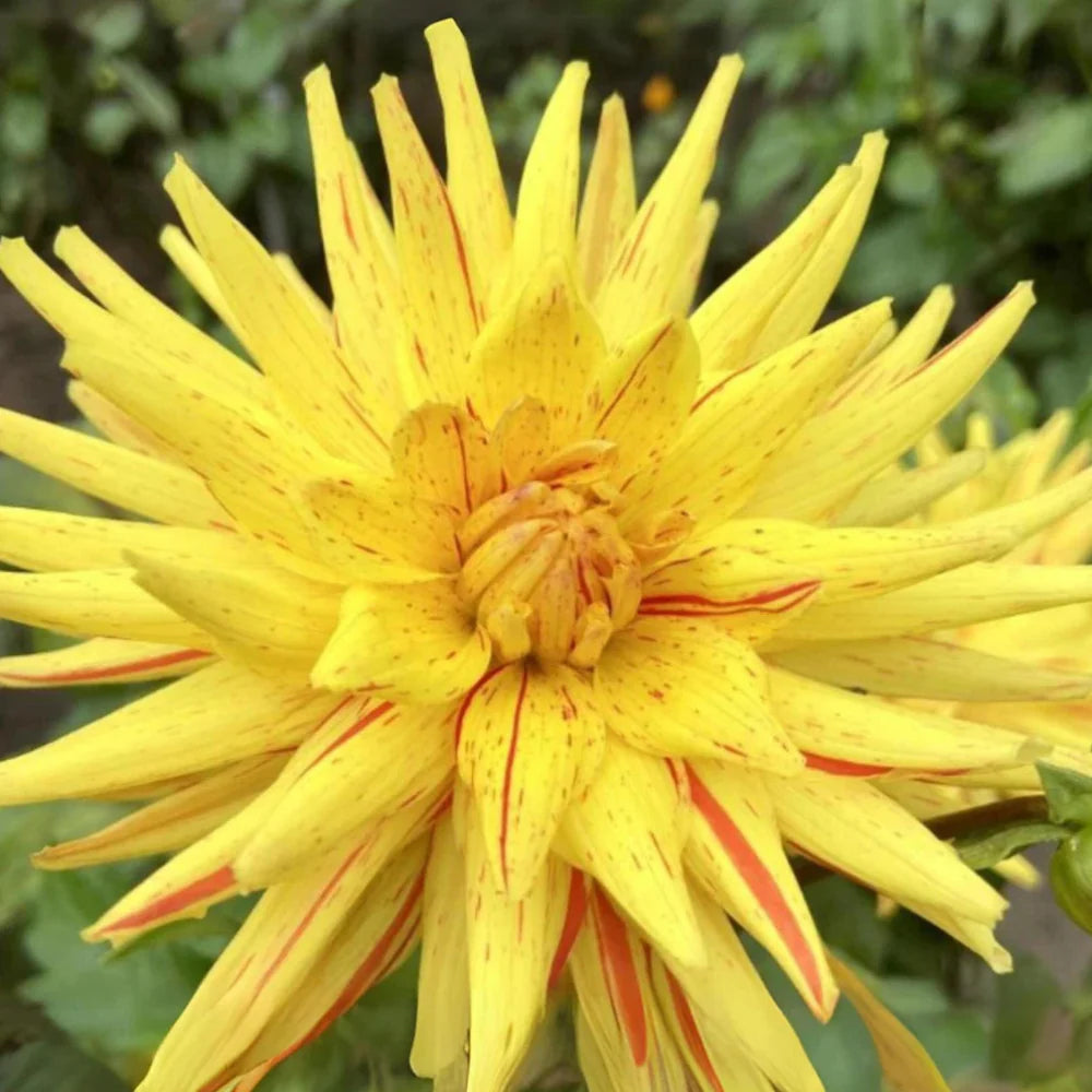 poppers perennial flower seeds