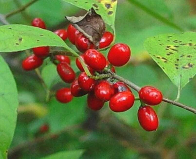 spicebush bush flower seeds