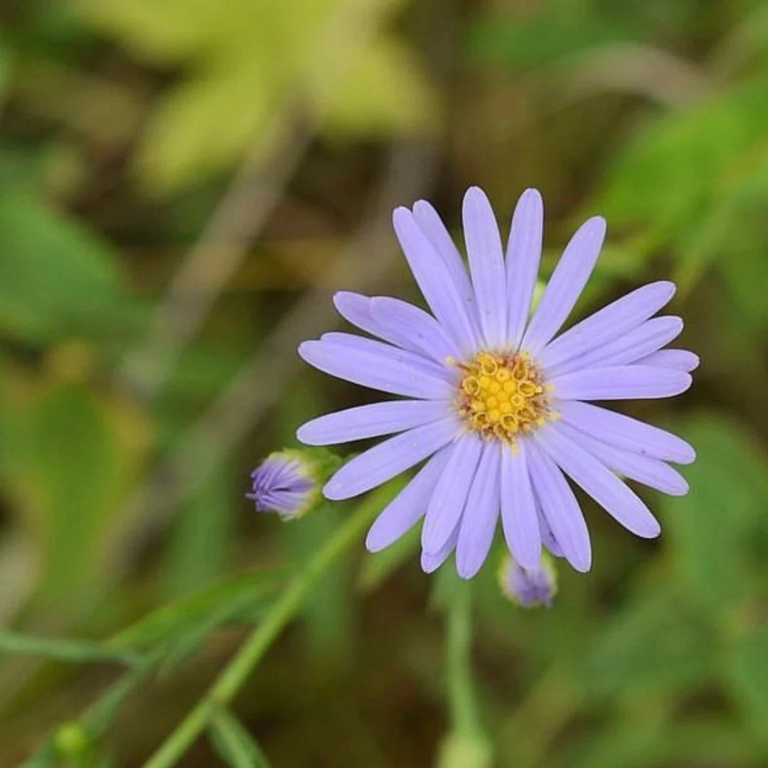 blue smooth flower seeds