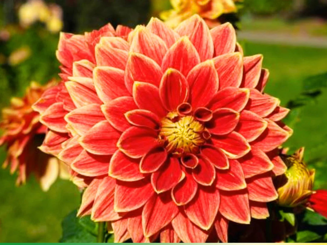 lowrider dahlia flower seeds