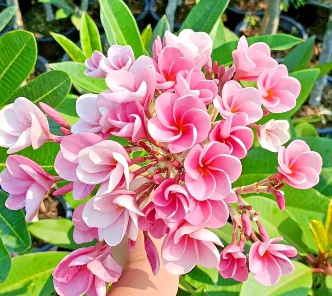 pink white flower seeds
